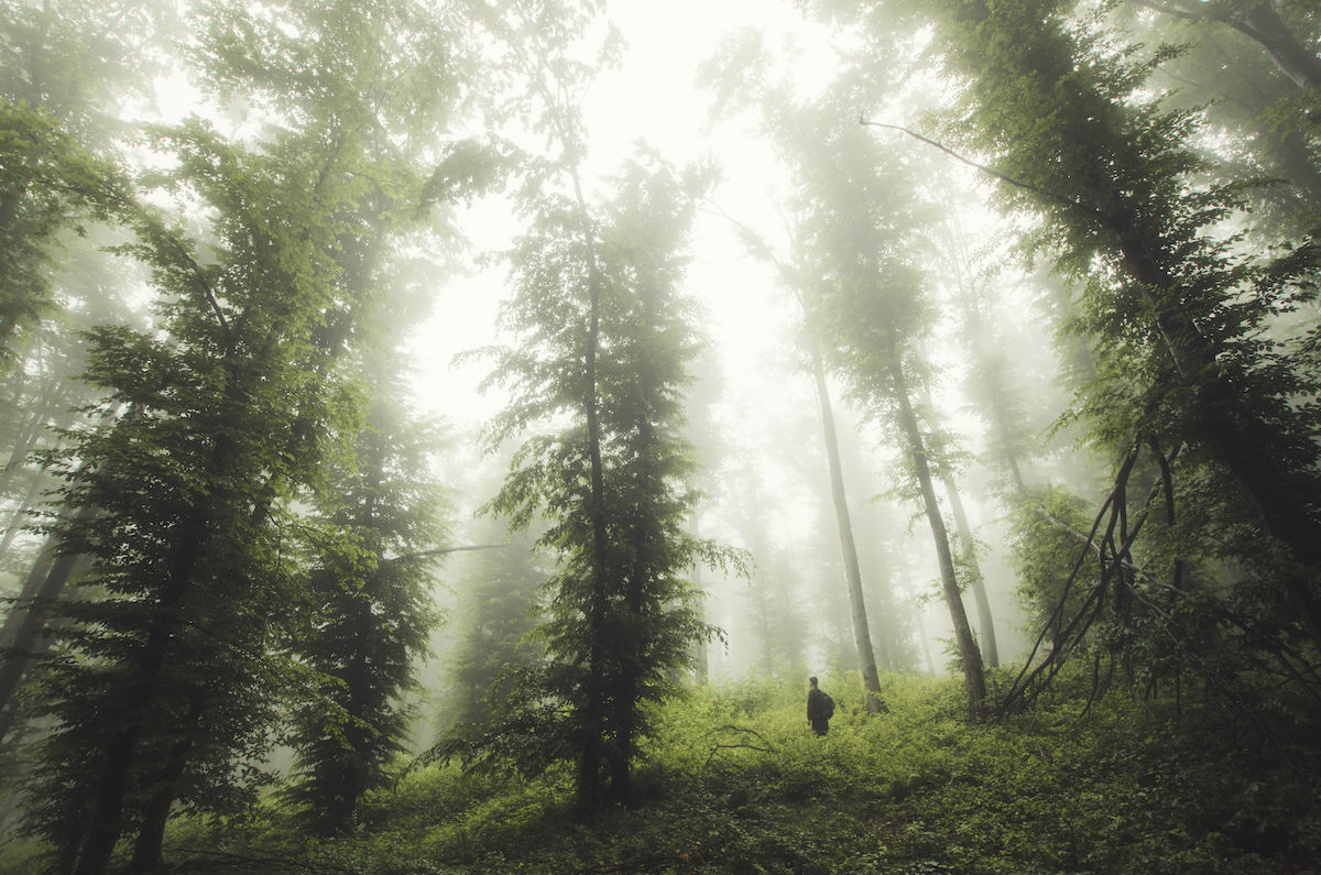 Man in wilderness. Forest landscape with trees, mist and green f