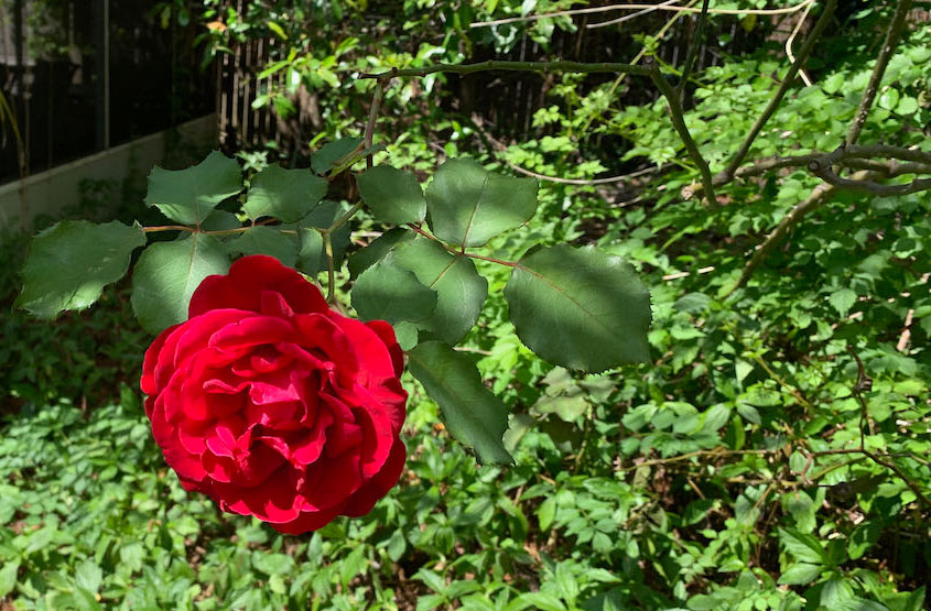 2021-4-9—Wizard’s-Cottage-Rose 2021-4-9---Wizard's-Cottage-Rose